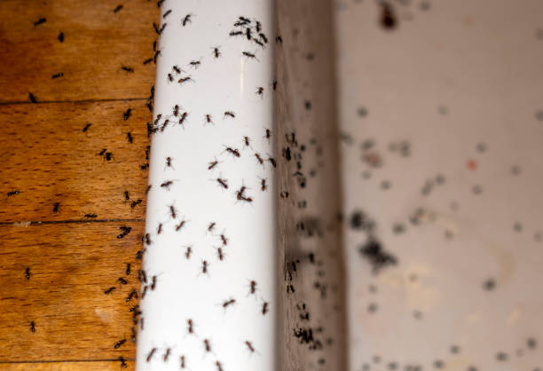 Best Affordable Pest Control Services  in New Wilmington, PA